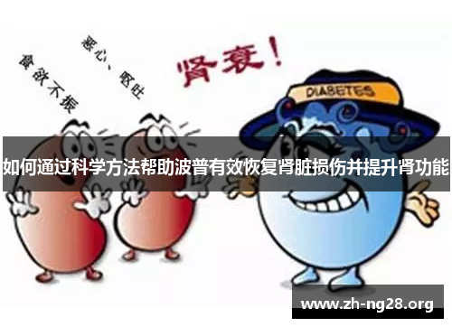如何通过科学方法帮助波普有效恢复肾脏损伤并提升肾功能